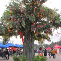 https://upload.wikimedia.org/wikipedia/commons/5/57/Lam_Tsuen_new_wishing_trees.JPG