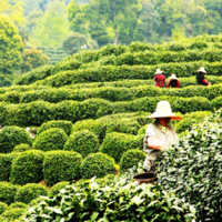 Tea Garden in Hangzhou.jpg