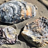 mussels-4475753_960_720.jpg mussels-4475753_960_720.jpg