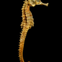 Seahorse_Skeleton_Macro_8_-_edit.jpg
