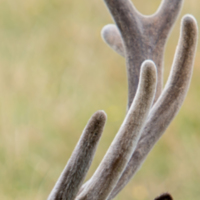Velvet-antler.jpg