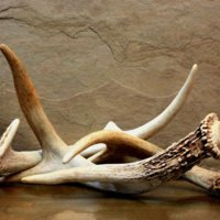 health-benefits-deer-antler-velvet.jpg