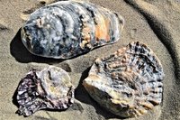 mussels-4475753_960_720.jpg