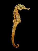 Seahorse_Skeleton_Macro_8_-_edit.jpg