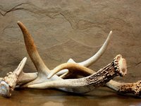 health-benefits-deer-antler-velvet.jpg