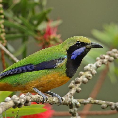 Orange-bellied Leafbird