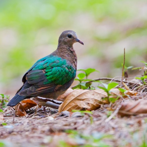 Emerald Dove