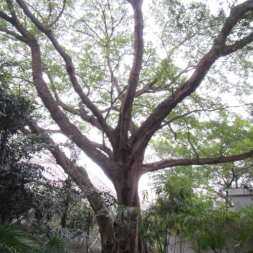 Old and Valuable Tree: LCSD CW/103