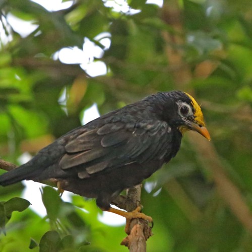 Golden-crested Mynah